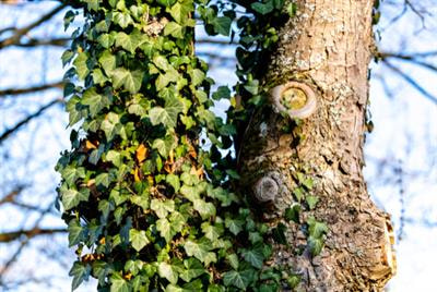 Cover image for research topic "Global Changes and Plant Invasions"