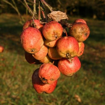 Cover image for research topic "Regulation of Fruit Ripening and Senescence"