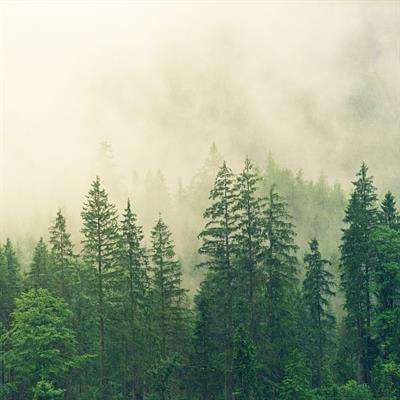 Cover image for research topic "Forests and Their Interactions with the Environment"