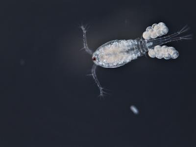 Cover image for research topic "Live Feed for Early Ontogenetic Development in Marine Fish Larvae"