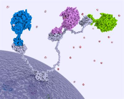 Cover image for research topic "Cell Free Biocatalysis for the Production of Bioproducts"