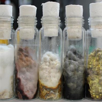 Cover image for research topic "Strategies for the Discovery of Fungal Natural Products"