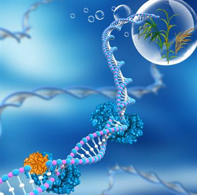 Cover image for research topic "Targeted Genome Editing in Crops"