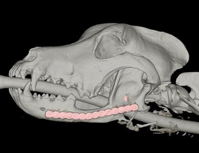 Cover image for research topic "Recent Advances in Oral and Maxillofacial Surgery"