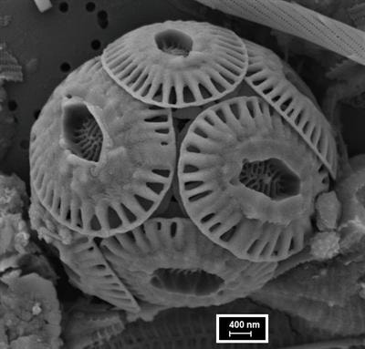 Cover image for research topic "Phytoplankton Dynamics Under Climate Change"