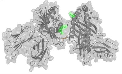Cover image for research topic "The Role of Gene Polymorphism in Modulating the Immune Responses against Tropical Infectious Diseases"