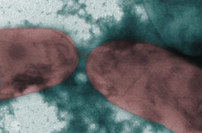Cover image for research topic "Genomic Basis of Antibiotic Resistance and Virulence in Acinetobacter"
