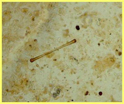Cover image for research topic "Biogeochemistry, Medical and Environmental Mineralogy of Contaminants: From Atomic- to Micro-Scale Processes"