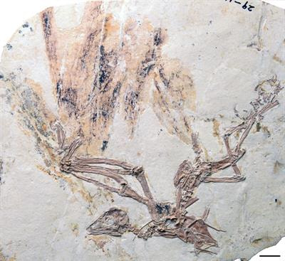 Cover image for research topic "Early Avian Evolution"