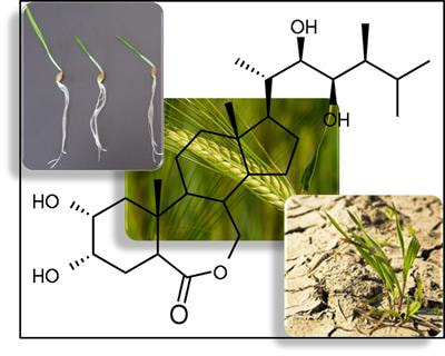 Cover image for research topic "An Update on Brassinosteroids: Homeostasis, Crosstalk, and Adaptation to Environmental Stress"