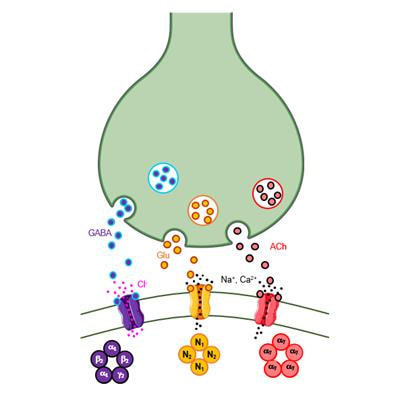 Cover image for research topic "Pharmacological Aspects of Ligand-gated Ion Channels as Targets of Natural and Synthetic Agents"
