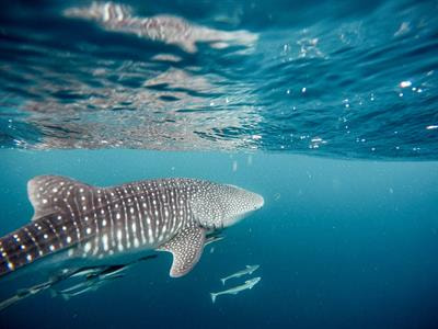 Cover image for research topic "Molecular Evolution and Genomics of Marine Megafauna: Methodological Solutions and Key Advances"