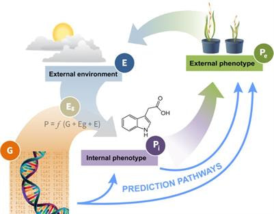 Cover image for research topic "Molecular Plant Phenotyping – Designing Crops for Improved Yield and a Positive Carbon Budget"