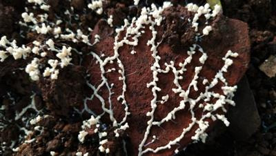 Cover image for research topic "Microbiome Research in Agroecosystems"
