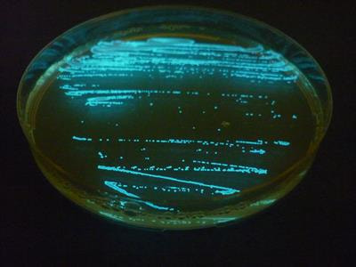 Cover image for research topic "Bioluminescence from Land to the Oceans: Its Role in Evolution, Communication, and Ecology"