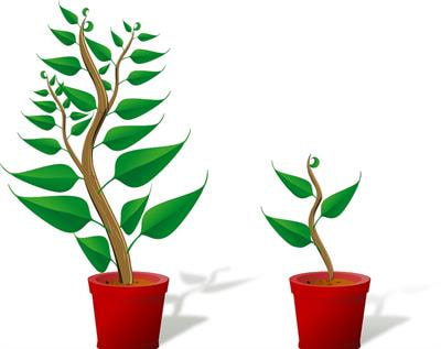 Cover image for research topic "Heavy Metal Toxicity in Plants: Recent Insights on Physiological and Molecular Aspects"
