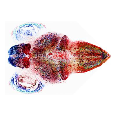 Cover image for research topic "Advances in Analytic Methods for Animal Model Data in the Neurosciences"