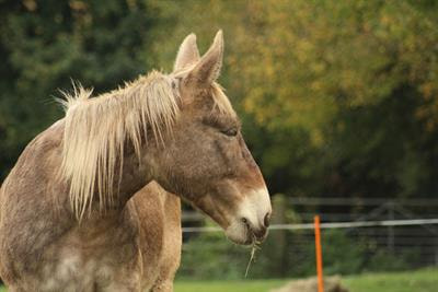 Cover image for research topic "Mule and Donkey Medicine"