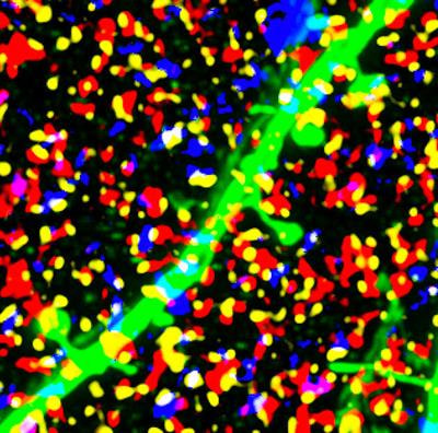 Cover image for research topic "The Structure, Dynamics and Function of Neural Micro-Circuits for Perception and Behavior"