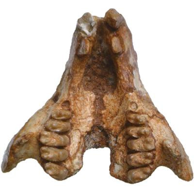 Cover image for research topic "Recent Advances in the Evolution of Euarchontoglires"