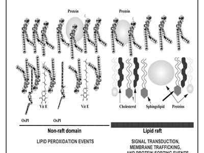 Cover image for research topic "Impact of lipid Peroxidation on the physiology and Pathophysiology of cell membranes"