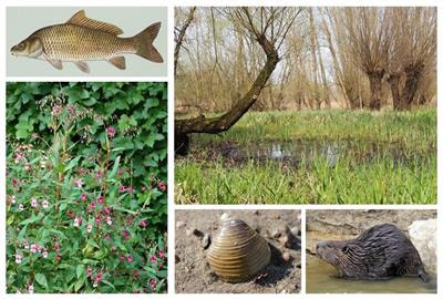 Cover image for research topic "Non-Native Species and Biodiversity Change in River Ecosystems: A Historical Perspective"