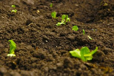 Cover image for research topic "Rhizosphere Spatiotemporal Organisation"