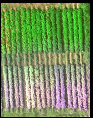 Cover image for research topic "High-Throughput Phenotyping for Crop Improvement and Breeding"