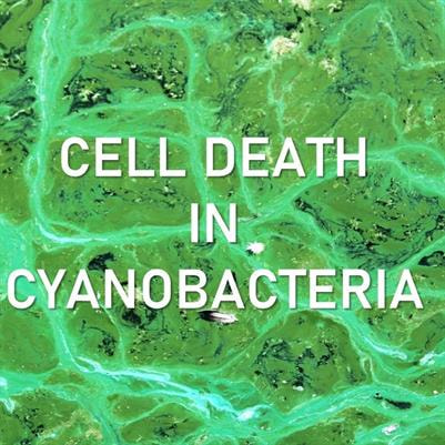 Cover image for research topic "Cell Death in Cyanobacteria"