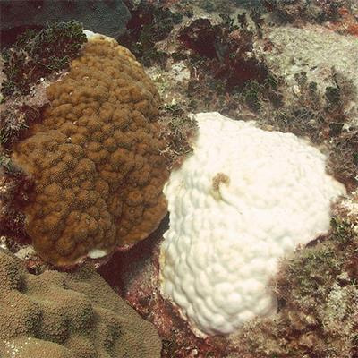 Cover image for research topic "Variance Matters: Individual Differences and Their Consequences for Natural Selection Within and Among Coral Holobionts"