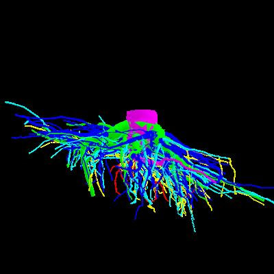 Cover image for research topic "Modulation of Growth and Development of Tree Roots in Forest Ecosystems"