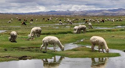 Cover image for research topic "Reproduction in South American Camelids"