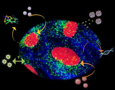 Cover image for research topic "Molecular and Cellular Interactions between the Host and Herpesviruses"