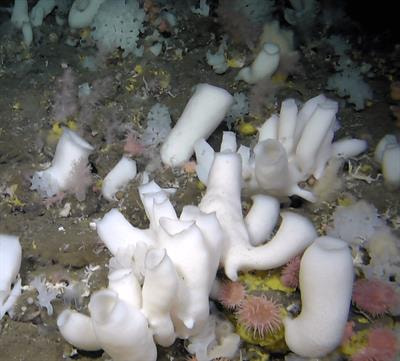 Cover image for research topic "Deep-sea Sponge Ecosystems: Knowledge-based Approach Towards Sustainable Management and Conservation"
