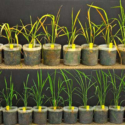 Cover image for research topic "DNA Virus and Host Plant Interactions from Antagonism to Endogenization"
