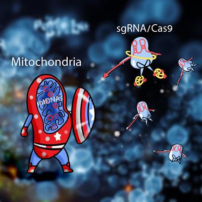 Cover image for research topic "Opportunities and Challenges for Mitochondrial Genome Editing"