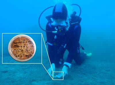 Cover image for research topic "Marine Biotechnology, Revealing an Ocean of Opportunities"