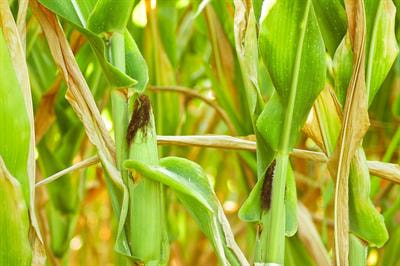 Cover image for research topic "Impacts of Agricultural Biotechnology: Implementation, Legal Landscape, and Consumer Attitudes"