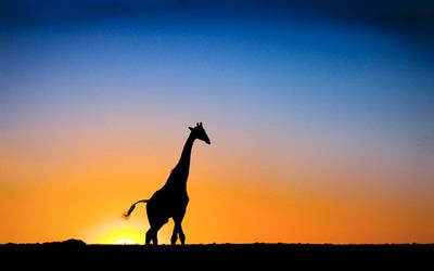 Cover image for research topic "Mammalian Responses to Climate Change: From Organisms to Communities"