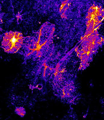 Cover image for research topic "Astrocytes Ca2+ Signaling in the Modulation of Neural Networks Excitability and Synaptic Transmissions"