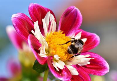 Cover image for research topic "Interactions Between Biochemical Pathways Producing Plant Colors and Scents"