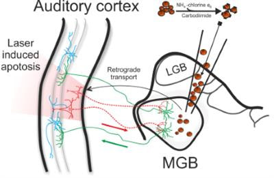 Cover image for research topic "Cortical-Subcortical Loops in Sensory Processing"