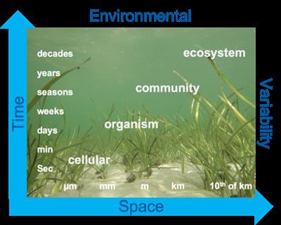 Cover image for research topic "Influence of Environmental Variability on Climate Change Impacts in Marine Ecosystems"