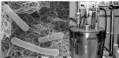 Cover image for research topic "The Microbiology of the Biogas Process"
