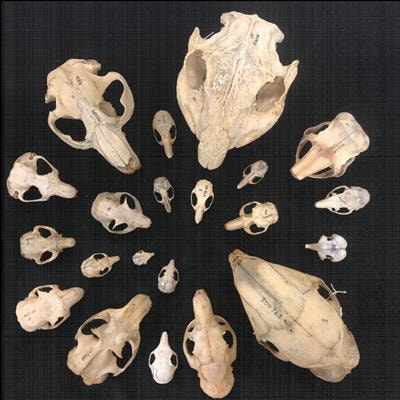 Cover image for research topic "Assessing Biodiversity in the Phylogenomic Era"