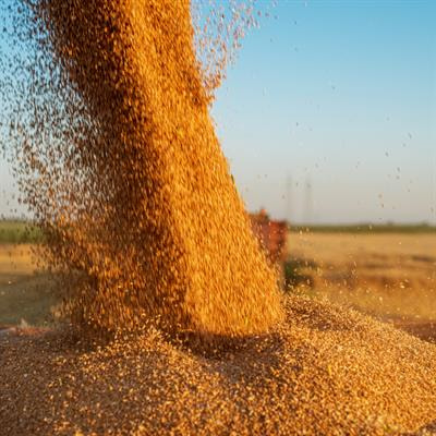 Cover image for research topic "Compositional Diversity in Cereals in Relation to their Nutritional Quality and Health Benefits"