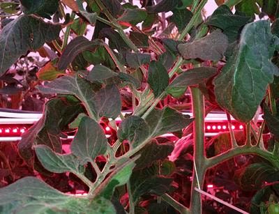 Cover image for research topic "Crop Physiology under LED Lighting"