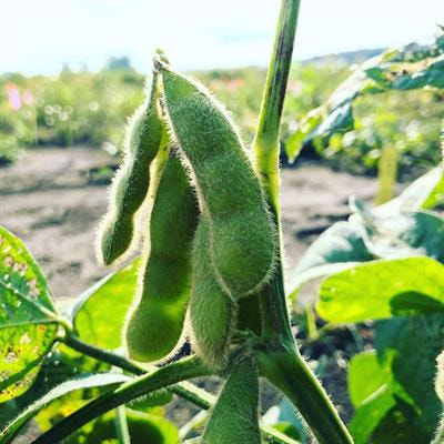 Cover image for research topic "Everything Edamame: Biology, Production, Nutrition, Sensory and Economics"