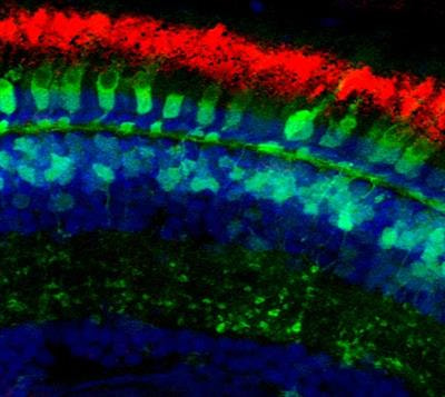 Cover image for research topic "With the Eyes on Non-Coding RNAs"