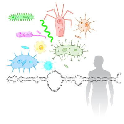 Cover image for research topic "RNA-mediated Regulation of Bacterial Pathogenesis"